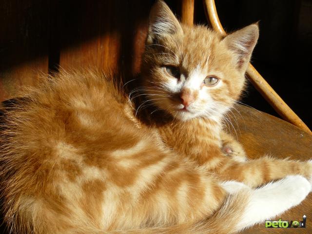 Отдам в дар: Рыжий усатый-полосатый котенок фото2