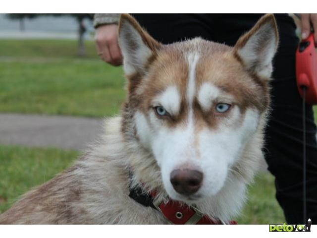 ᐉПотерялся/Нашелся: Найдена собака Хаски, девочка Рыжая, глаза гол в городе  Москва (Московский регион).