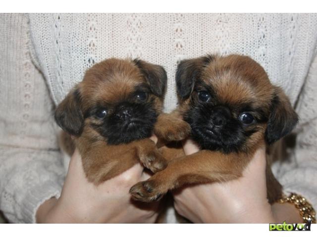 Продаю: тся 2 щенка, брюссельского гриффона фото2