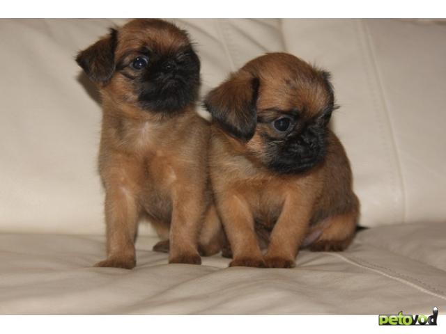 Продаю: тся 2 щенка, брюссельского гриффона фото3