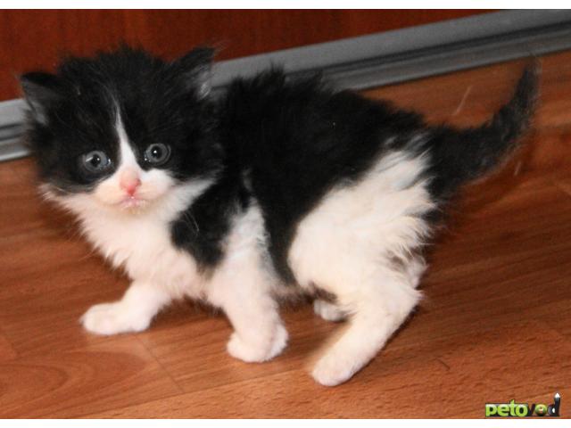 Черно Белые Пушистые Кошки Фото