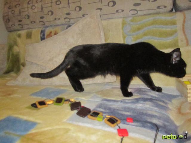 Отдам в дар: Черный котенок в дар Уфа