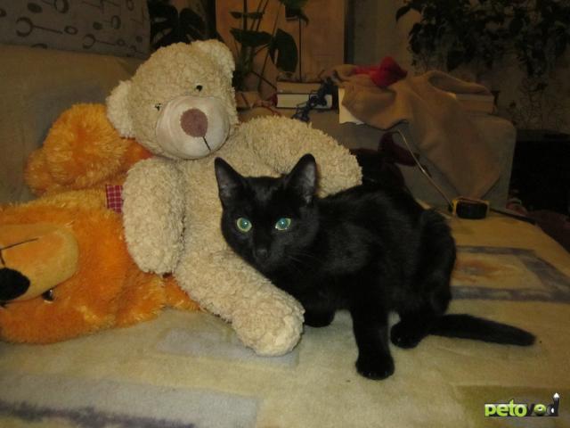 Отдам в дар: Черный котенок в дар Уфа фото2