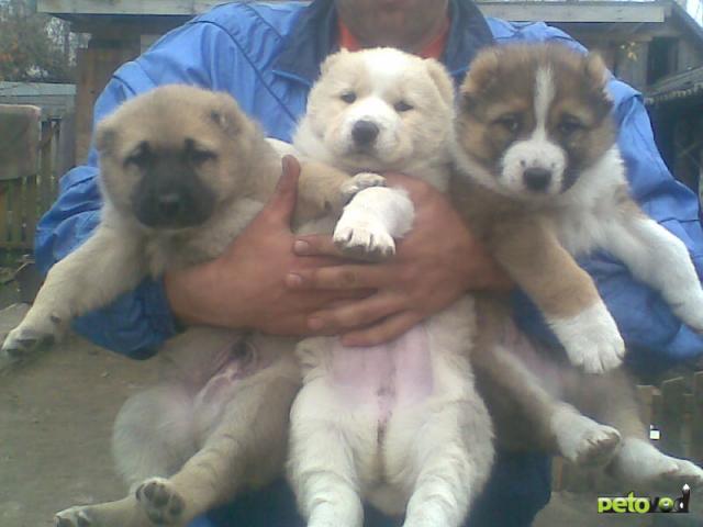 Продаю:  щенка-метиса (кавказец и азиат) фото1