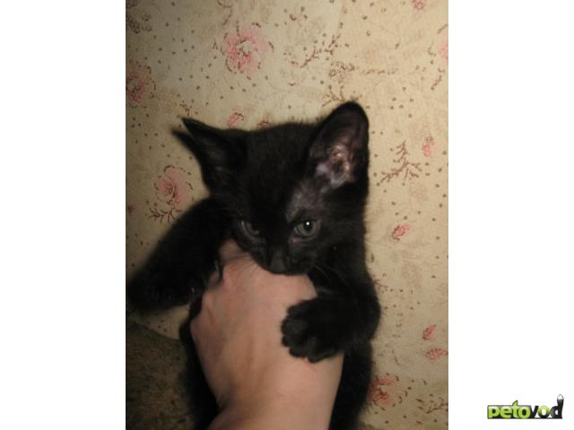 Продаю: Котята в добрые руки фото3