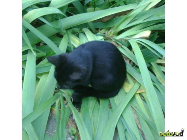 Отдам в дар: Бомбейская маленькая пантерка - котёнок фото3
