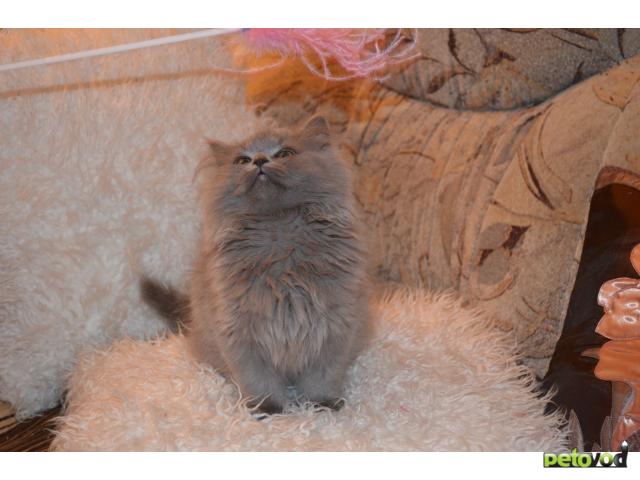 Продаю: очаровательные Британские котята фото2
