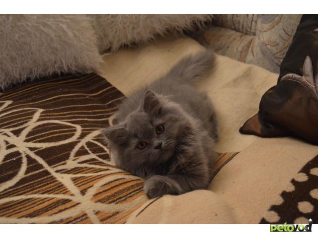 Продаю: очаровательные Британские котята фото3