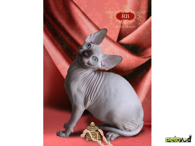 Продаю: Идеальные голыши-котята Канадского сфинкса