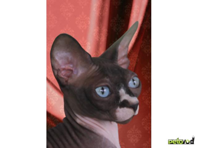 Продаю: Идеальные голыши-котята Канадского сфинкса фото3