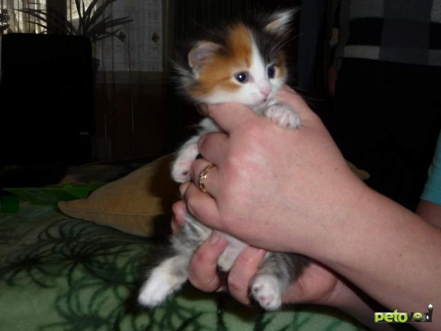 Отдам в дар: Отдам котенка (девочка) в добрые руки фото3