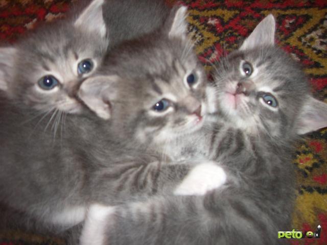 Отдам в дар: Три котенка-близнеца ищут доброго хозяина фото1