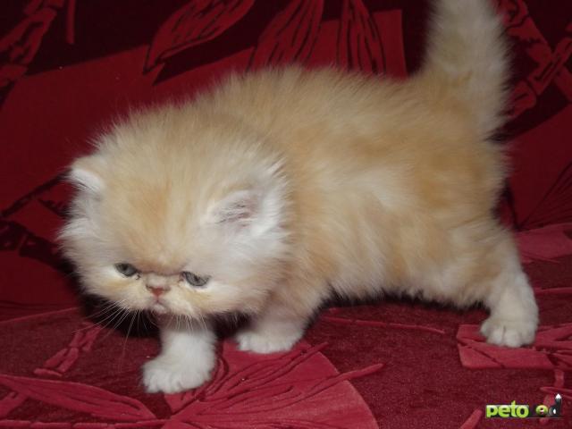 Продаю: котята персы и экзоты