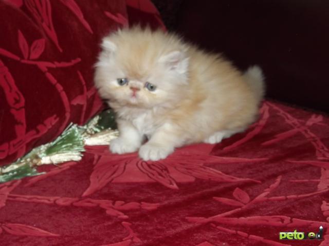 Продаю: котята персы и экзоты фото2