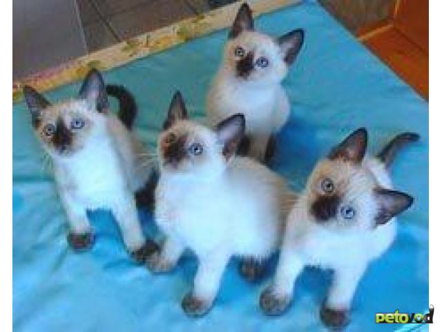 Продаю: Тайские сиамские котята