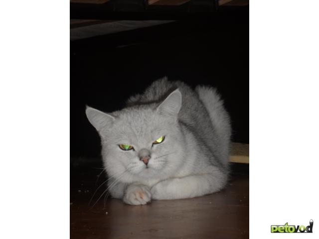 Продаю:  кота Британской короткошерстной породы фото2