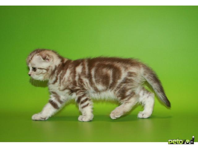 Продаю: Шотландский вислоухий котенок фото3