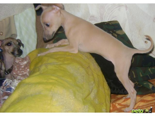 Продаю: Светло-кремовый щенок левретки фото1