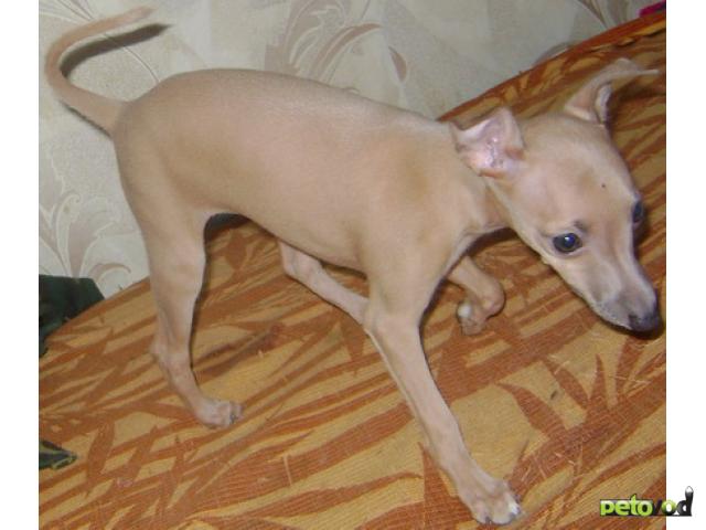 Продаю: Светло-кремовый щенок левретки фото2