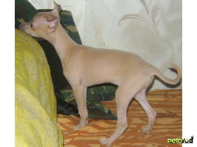 Продаю: Светло-кремовый щенок левретки фото3
