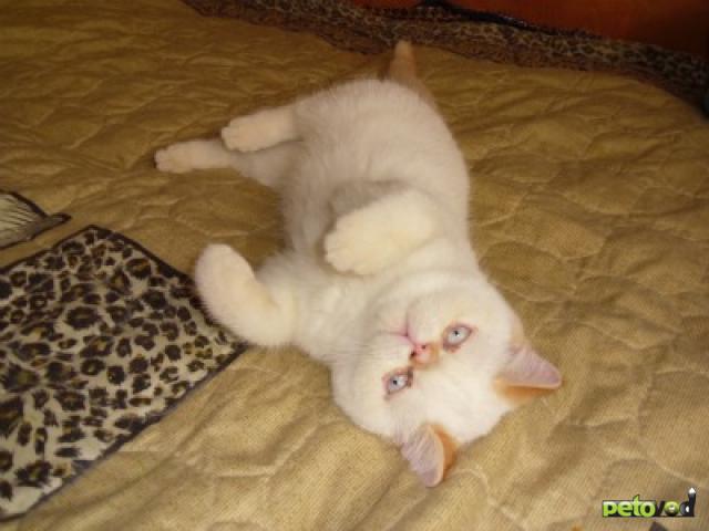 Продаю: Котята экзотические и персидские фото3