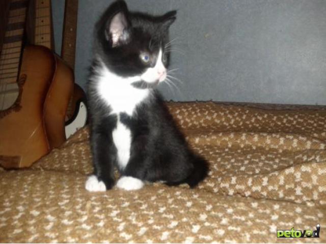 Отдам в дар: Отдаю чёрно-белого котёнка даром фото3