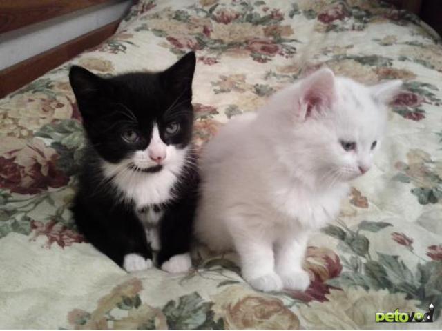 Отдам в дар: Отдаю чёрно-белого котёнка даром фото2