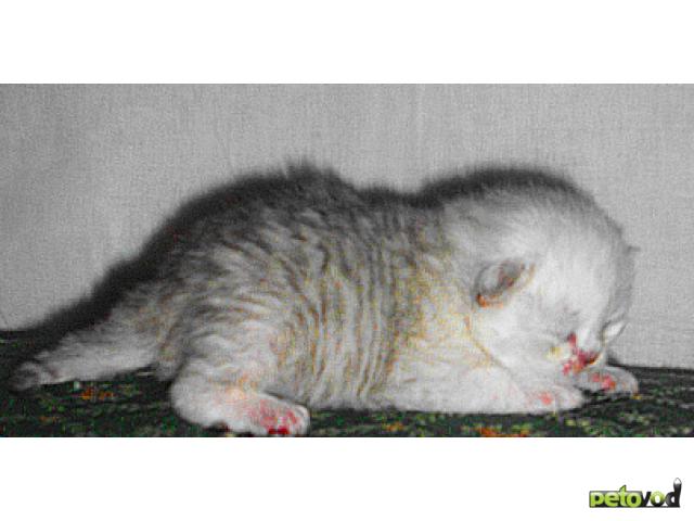 Продаю: Резервируем котят персидской шиншиллы фото2
