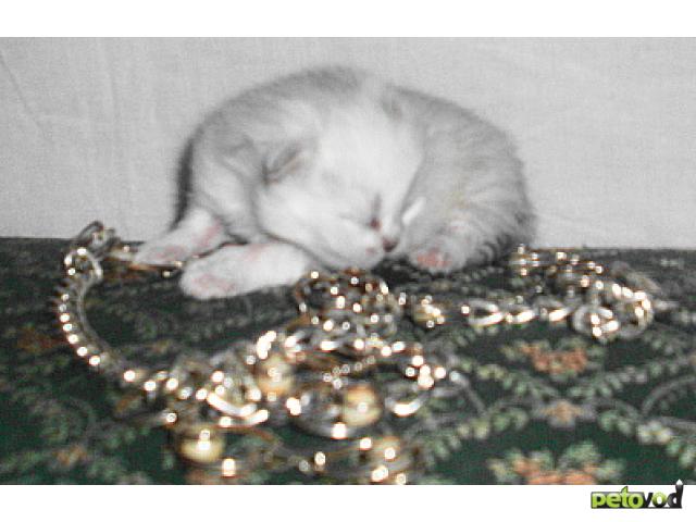 Продаю: Резервируем котят персидской шиншиллы фото3