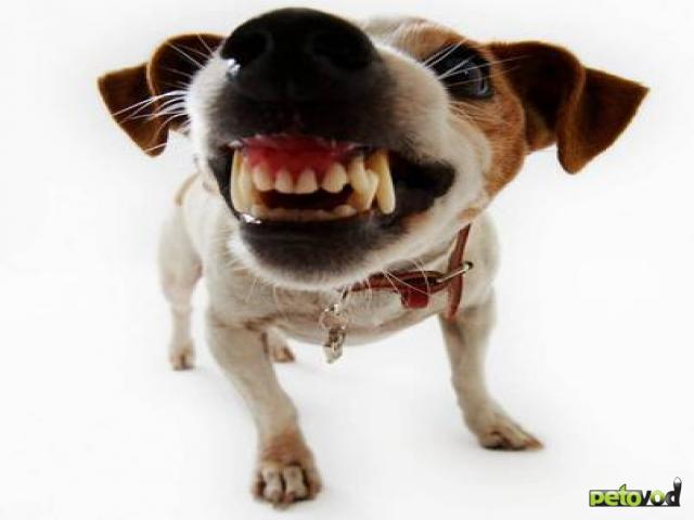 Как правильно ухаживать за зубами собаки