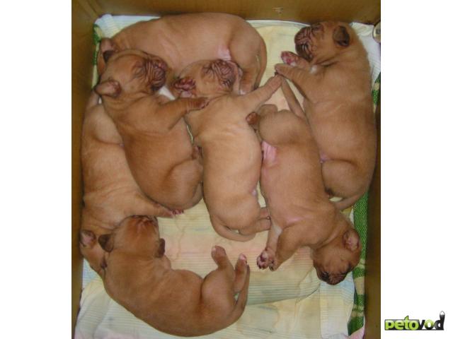 Продаю: Отличные породистые щенки бордоского дога фото2