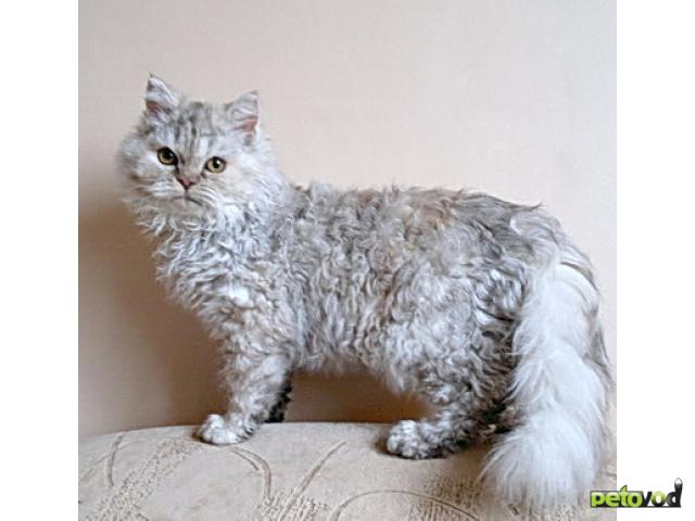 Продаю: Котята селкирк рекс (кошки-овечки)
