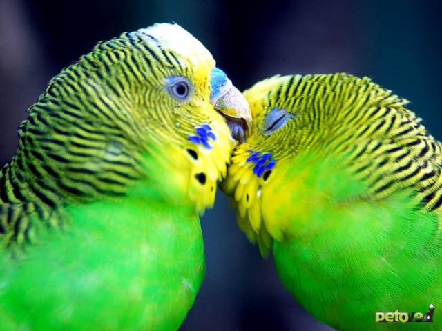 Как научить Вашего попугая разговаривать?