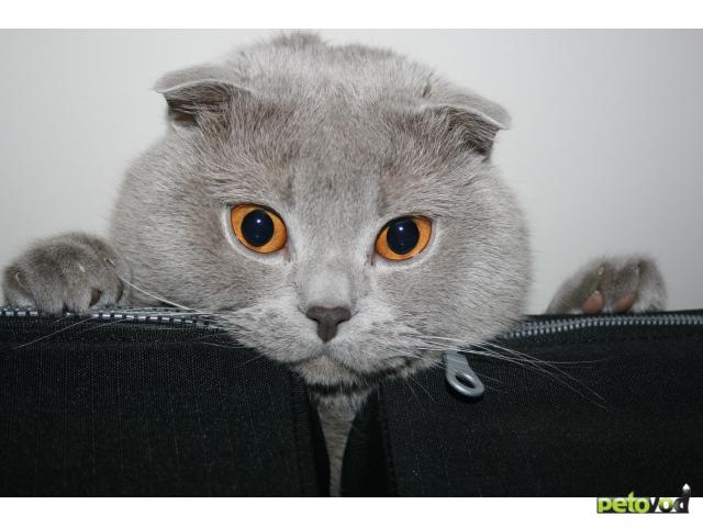 Вязка: Шотландский кот для вязки, за котенка
