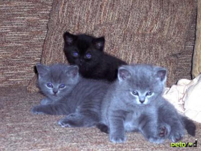 Продаю: британские котята – мальчики голубого окраса фото2