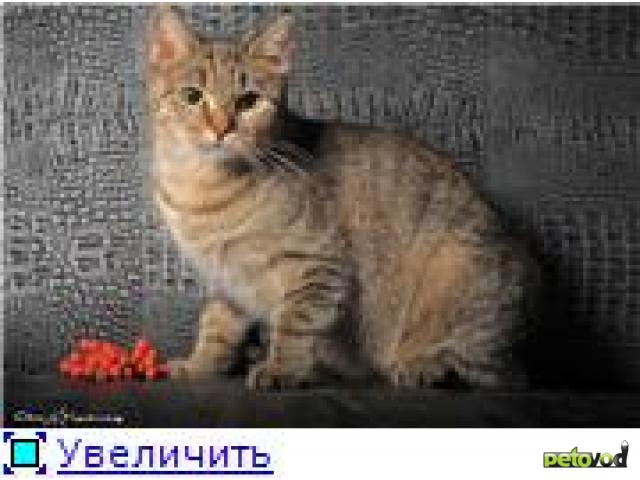 Отдам в дар: Кошечка Ася в хорошие руки фото3