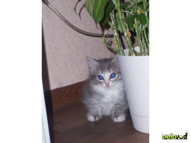 Отдам в дар: Подарю пушистого котенка красивого окраса фото4