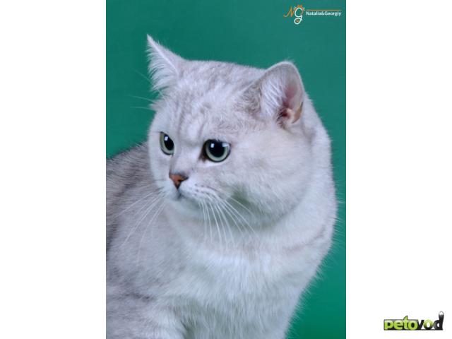 Вязка: Британские коты на вязку