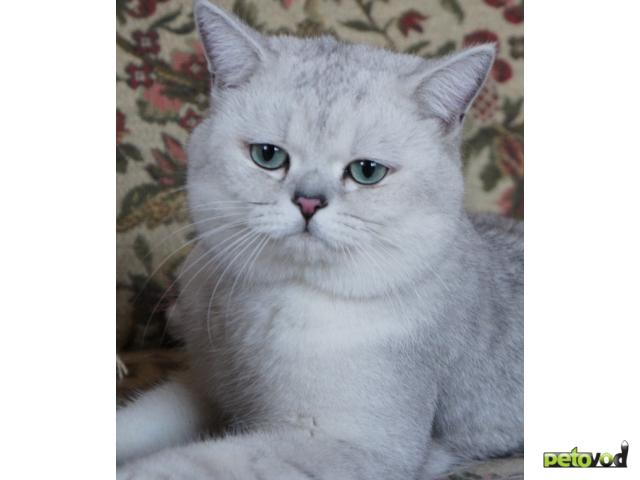 Вязка: Британские коты на вязку фото2