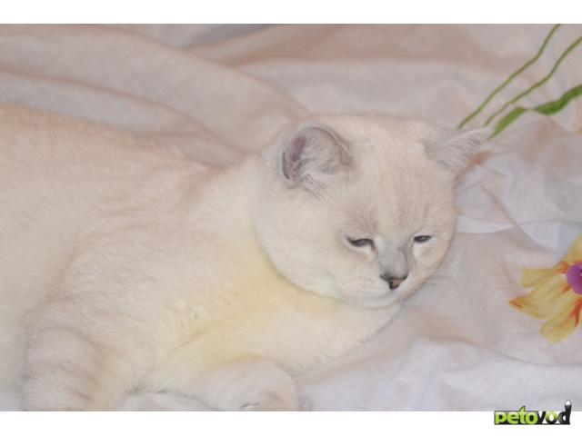 Вязка: Кот британская серебристая шиншилла для вязки
