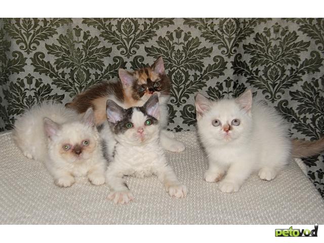 Продаю: Селкирк-рекс (кошки-овечки) котята кудрявые 