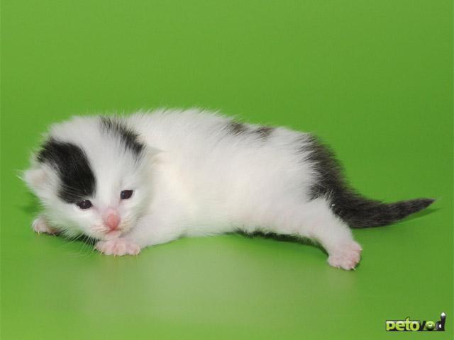 Продаю: Сибирские котята