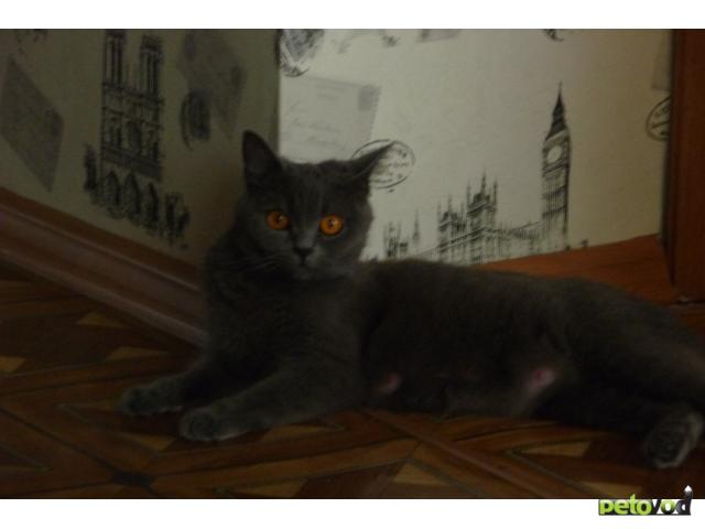 Вязка: Ищем британского кота для вязки
