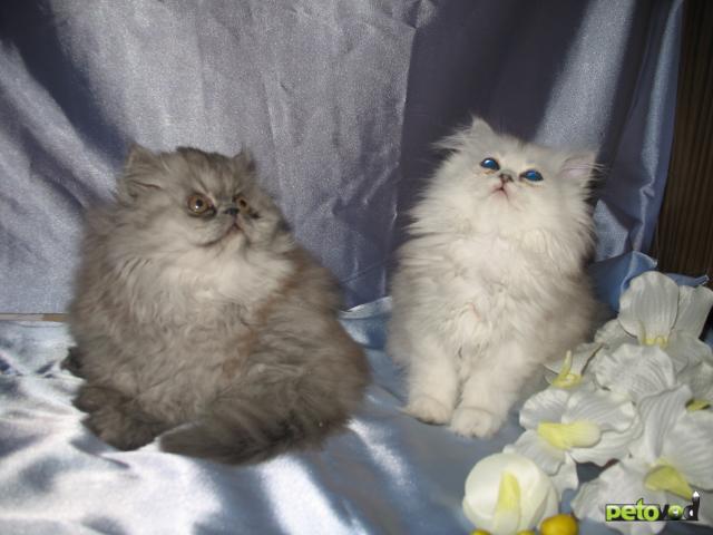 Продаю: Два персидских классических котенка