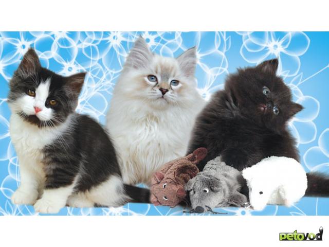 Продаю: Сибирские котята от питомника "Vanilla sky"