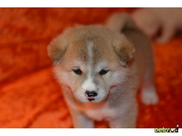Продаю: Продаем красивых щенков японской Акита-ину