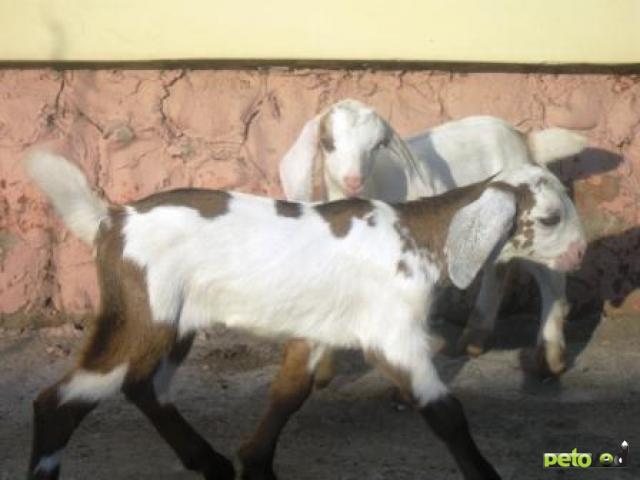 Купить нубийскую козу в новосибирске. Нубийские козы окрас Павлин. Нубийские мраморные козлята. Базаркин нубийские козы. Козлята нубийские процентные.