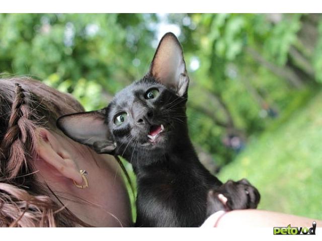 Чёрный чистокровный ориентальный кот