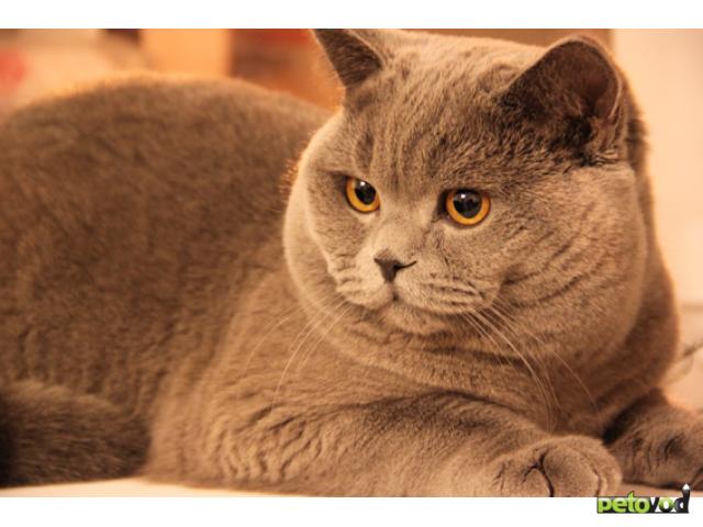 Вязка: Предлагается к вязке британский кот