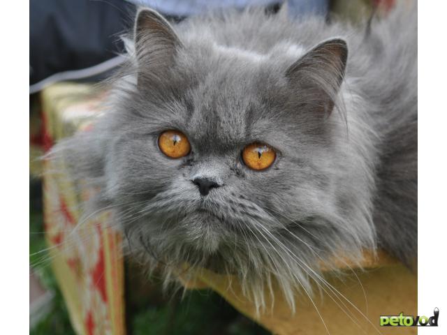 Вязка: Ищу кота для вязки персидской кошечки